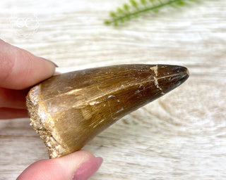 Mosasaur Tooth #2