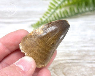 Mosasaur Tooth #5
