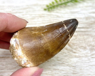 Mosasaur Tooth #2