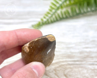 Mosasaur Tooth #5