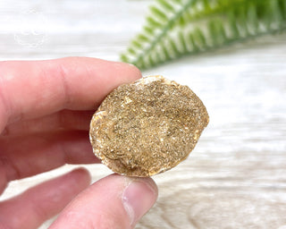 Mosasaur Tooth #5