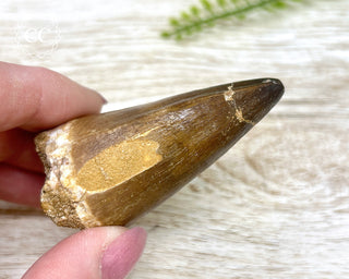 Mosasaur Tooth #2