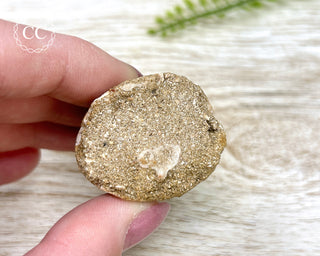Mosasaur Tooth #2