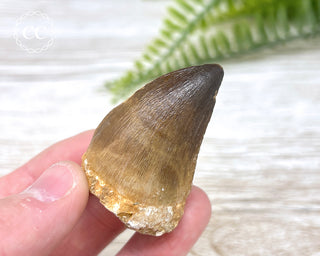 Mosasaur Tooth #6