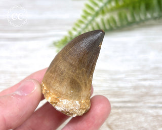 Mosasaur Tooth #6