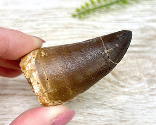Mosasaur Tooth #1