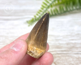 Mosasaur Tooth #6