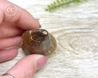 Mosasaur Tooth #2