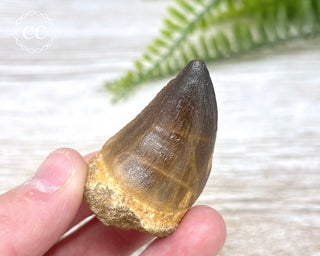 Mosasaur Tooth #6