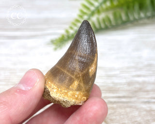 Mosasaur Tooth #6