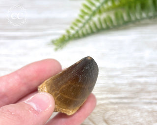 Mosasaur Tooth #6