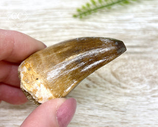 Mosasaur Tooth #3