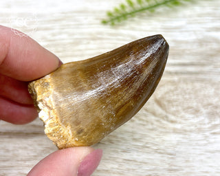 Mosasaur Tooth #3