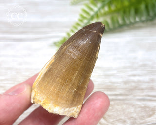 Mosasaur Tooth #7