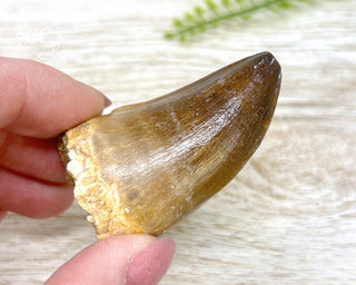 Mosasaur Tooth #3