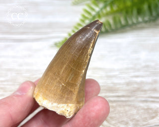Mosasaur Tooth #7