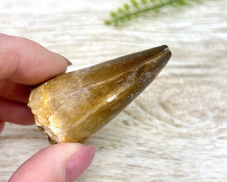 Mosasaur Tooth #3