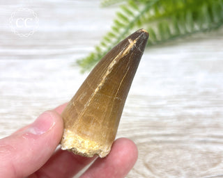 Mosasaur Tooth #7