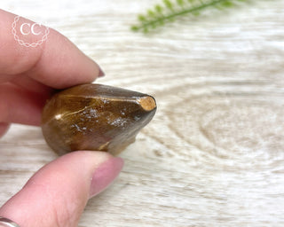 Mosasaur Tooth #3