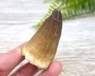 Mosasaur Tooth #7