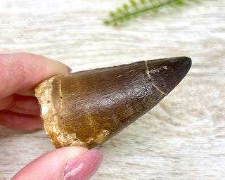 Mosasaur Tooth #1