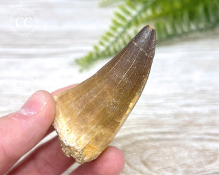 Mosasaur Tooth #7
