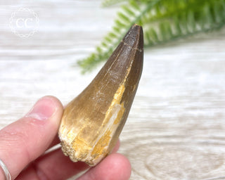 Mosasaur Tooth #7