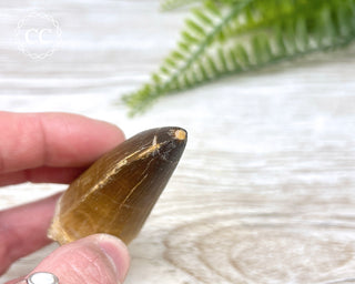 Mosasaur Tooth #7