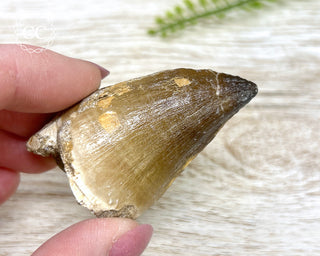 Mosasaur Tooth #4