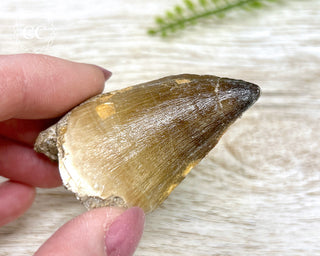 Mosasaur Tooth #4