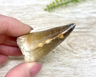 Mosasaur Tooth #4