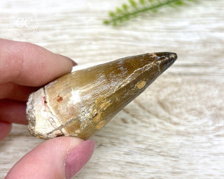Mosasaur Tooth #4