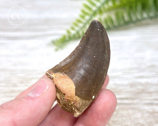 Mosasaur Tooth #1