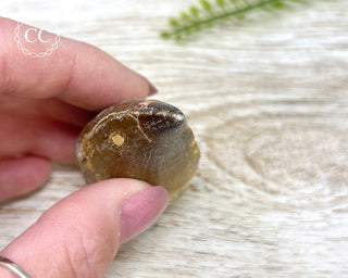 Mosasaur Tooth #4