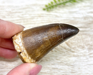 Mosasaur Tooth #1