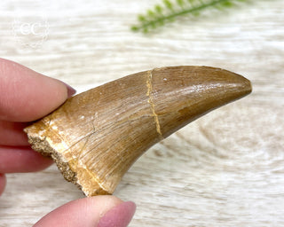 Mosasaur Tooth #6