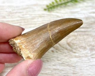 Mosasaur Tooth #6