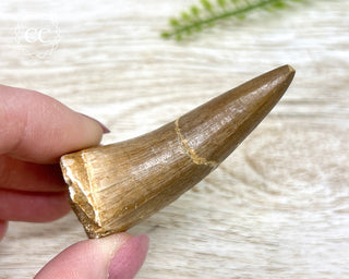 Mosasaur Tooth #6