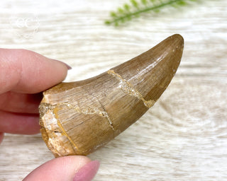 Mosasaur Tooth #6