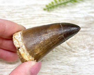 Mosasaur Tooth #1