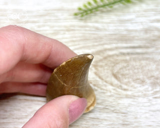 Mosasaur Tooth #6