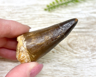 Mosasaur Tooth #1