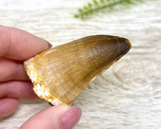 Mosasaur Tooth #8