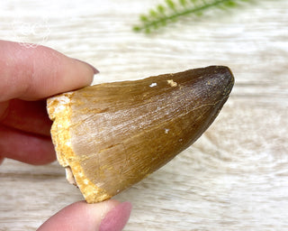 Mosasaur Tooth #8