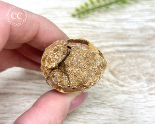 Mosasaur Tooth #1