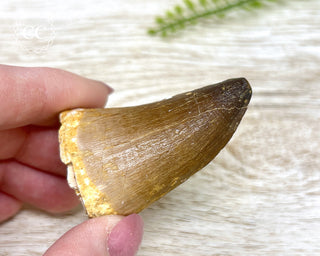Mosasaur Tooth #8