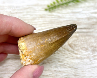 Mosasaur Tooth #8