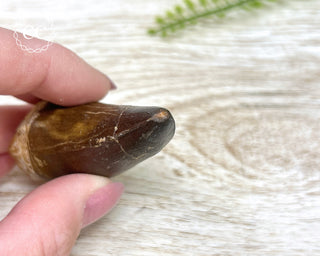 Mosasaur Tooth #1