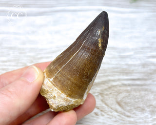 Mosasaur Tooth #1