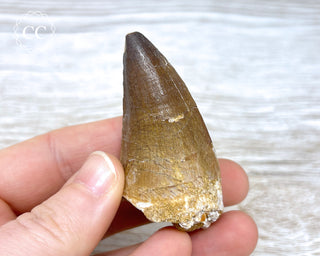 Mosasaur Tooth #9